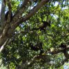 Flora y Fauna
